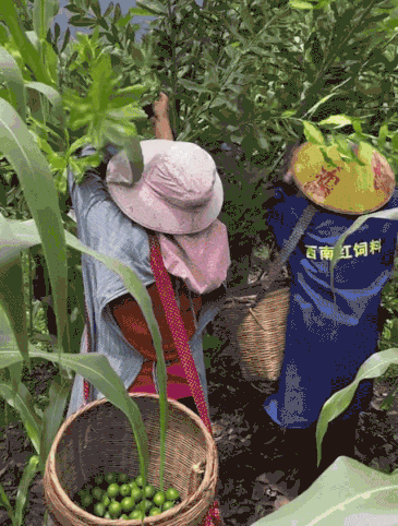zkL1749200817sONIxy.gif